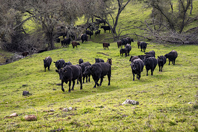 Braning-© Larry Angier