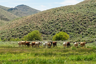 Grazing © Larry Angier